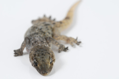 Small Gray Gecko Lizard on a White Backgroundの写真素材