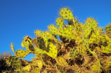 Green Prickly Pear Cactus Leaf in the Desertの写真素材