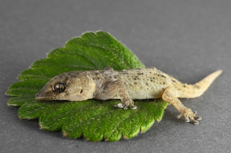 One Small Gecko Lizard and Green Leaf on a Colored Backgroundの写真素材