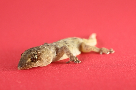 Small Gray Gecko Lizard on a Colored Backgroundの写真素材