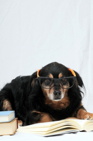 One intelligent Black Dog Reading a Book on a White Backgroundの写真素材
