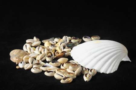 Textured Limestone Sea Shells on a Black の写真素材