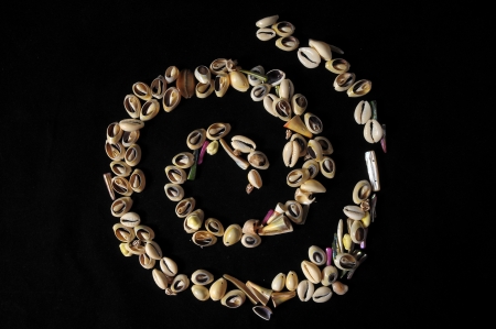 Textured Limestone Sea Shells on a Black の写真素材