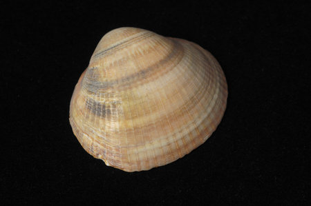 Textured Limestone Sea Shell on a Black 