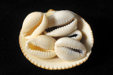 Textured Limestone Sea Shells on a Black Background