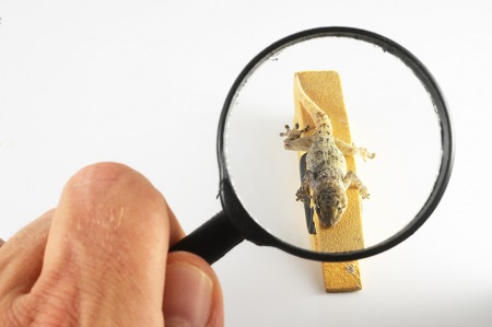 One Small Gecko Lizard and Loupe on a White Backgroundの写真素材