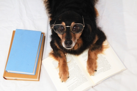 One intelligent Black Dog Reading a Book on White Backgroundの写真素材