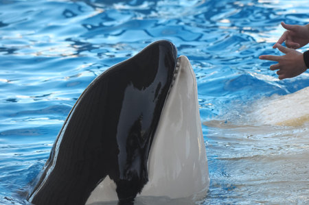 Orcinus Orca Whale on a very Blue Water