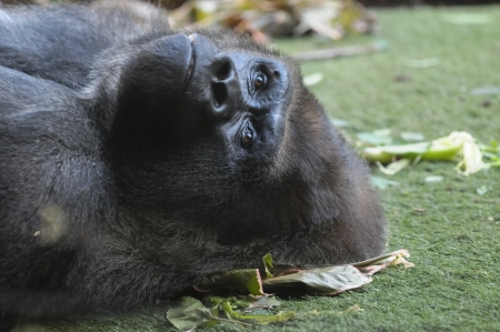 Strong Adult Black Gorilla on the Green Floorの写真素材