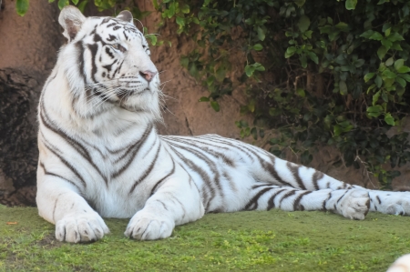 Rare Black and White Striped Adult Tigerの写真素材