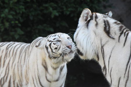 Rare Black and White Striped Adult Tigers