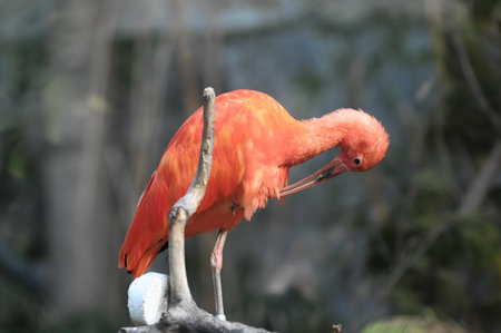 Rare Pink Parrot Bird with very Long Beak
