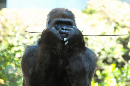 Strong Adult Black Gorilla on the Green Floorの写真素材