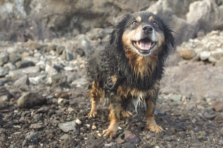 Wet Black Dog on the Rocks near Atlantic Oceanの写真素材