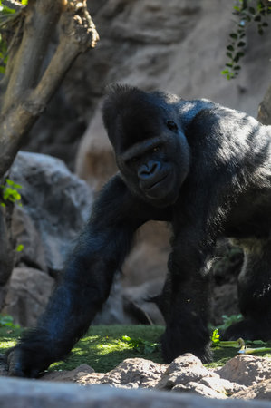 Strong Adult Black Gorilla on the Green Floor