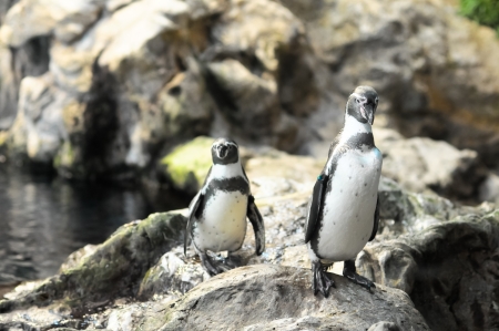 Black and White Colored Penguin in a Cold Placeの写真素材