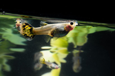 Guppy Multi Colored Fish in a Tropical Acquarium
