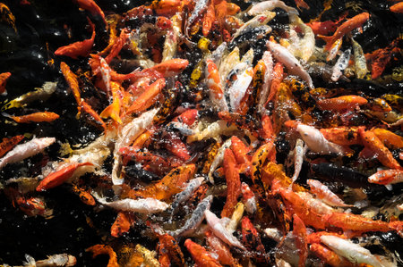 Many Colored Koi Carps in a Dark Pond