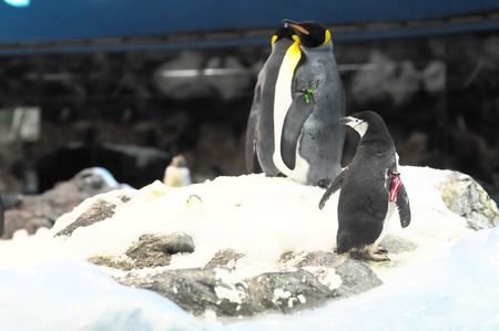 Black and White Colored Penguin in a Cold Placeの写真素材