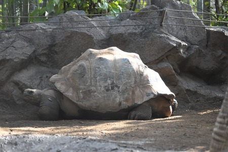 Very Big Galapagos Turtle on the Floorの写真素材