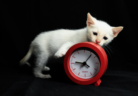 White Young Baby Cat on a Black Backgroundの写真素材