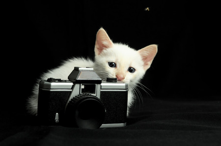 White Young Baby Cat on a Black Backgroundの写真素材