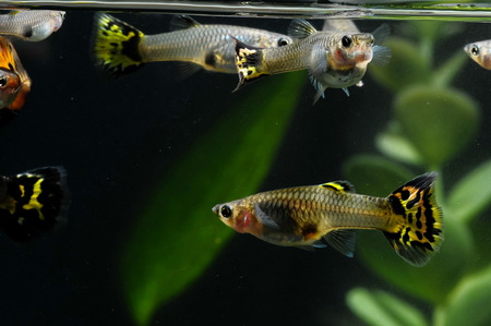 Guppy Multi Colored Fish in a Tropical Acquariumの写真素材