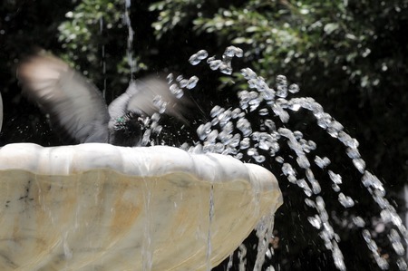 Water Splashing out of a Marble Fountain and Pigeon in Santa Cruz de Tenerife, Spainの写真素材