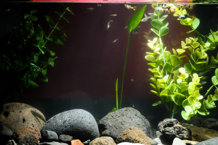 Guppy Multi Colored Fish in a Tropical Acquarium