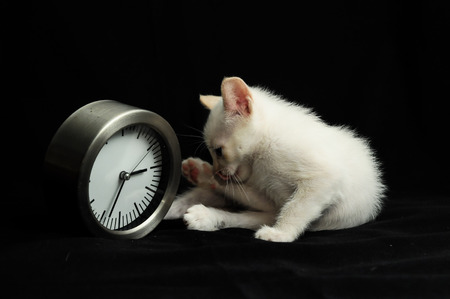 White Young Baby Cat on a Black Backgroundの写真素材
