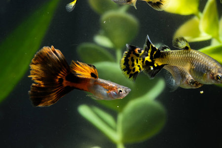 Guppy Multi Colored Fish in a Tropical Acquariumの写真素材