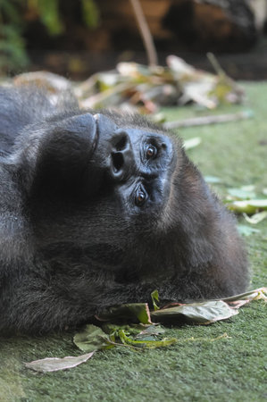 Strong Adult Black Gorilla on the Green Floor