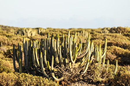Cactus in the Desert at Sunset Tenerife South Canary Islands Spain