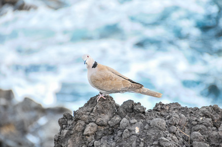 Pigeon on the Volcanic Rocks nea Atlantic Oceanの写真素材