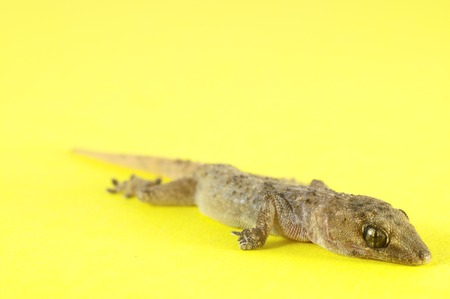 Small Gray Gecko Lizard on a Colored Backgroundの写真素材