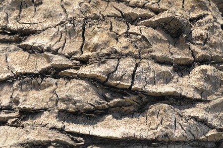 Close up Bark of a Textured Palm Treeの写真素材