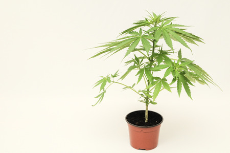 Young Green Leaf Cannabis Indica Plant Marijuanaの写真素材