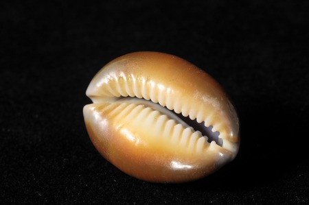 Textured Limestone Sea Shellの写真素材