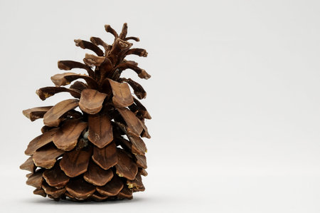 Pinus Ponderosa Pine Tree Pinecone on a white 