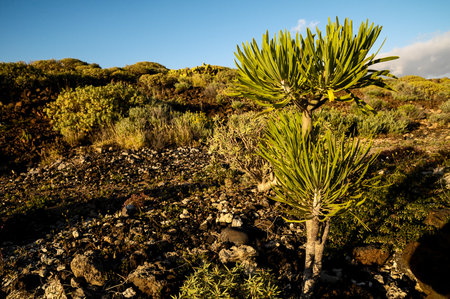 02a538b7-d0ee-4468-8022-655f1b18b218のeditorial素材