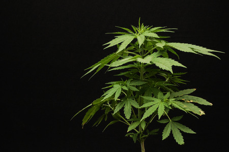 Young Green Leaf Cannabis Indica Plant Marijuanaの写真素材
