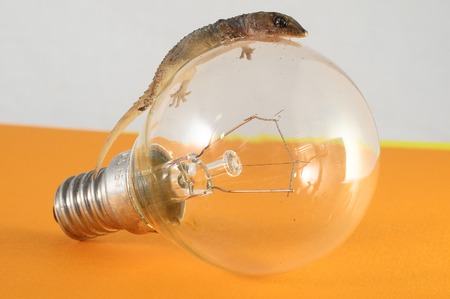 One Small Gecko Lizard and Light Bulb on a Colred Backgroundの写真素材