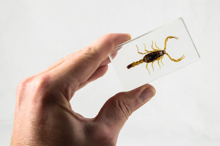 Pickled Golden Scorpion preserved in Formaldehyde on a White Background