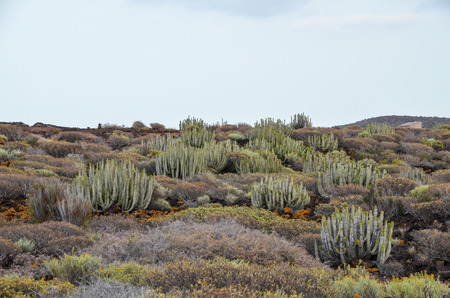 Cactus in the Desert at Sunset Tenerife South Canary Islands Spainの写真素材