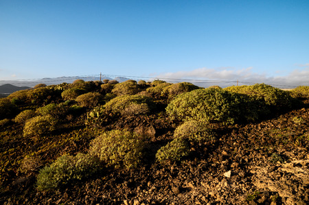 Cactus in the Desert at Sunset Tenerife South Canary Islands Spainの写真素材