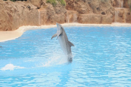 dancing bottlenose dolphinの写真素材