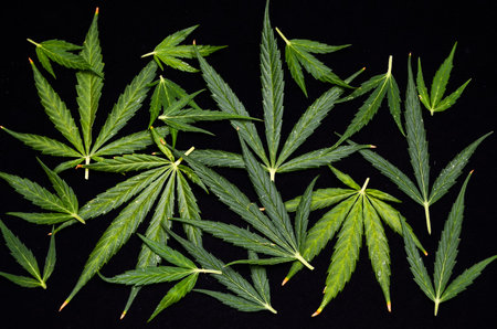 Cannabis Leaf Texture On a Black Background