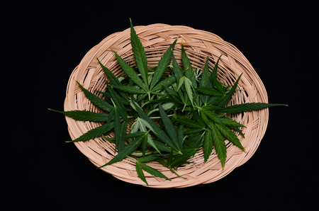 Cannabis Leaf Bowl On a Black Backgroundの写真素材