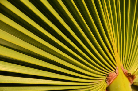 Lines And Textures Of Green Palm Leavesの写真素材