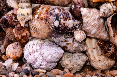 Texture Background of colored round sea shells